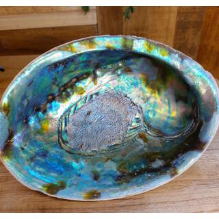 paua / abalone schelp